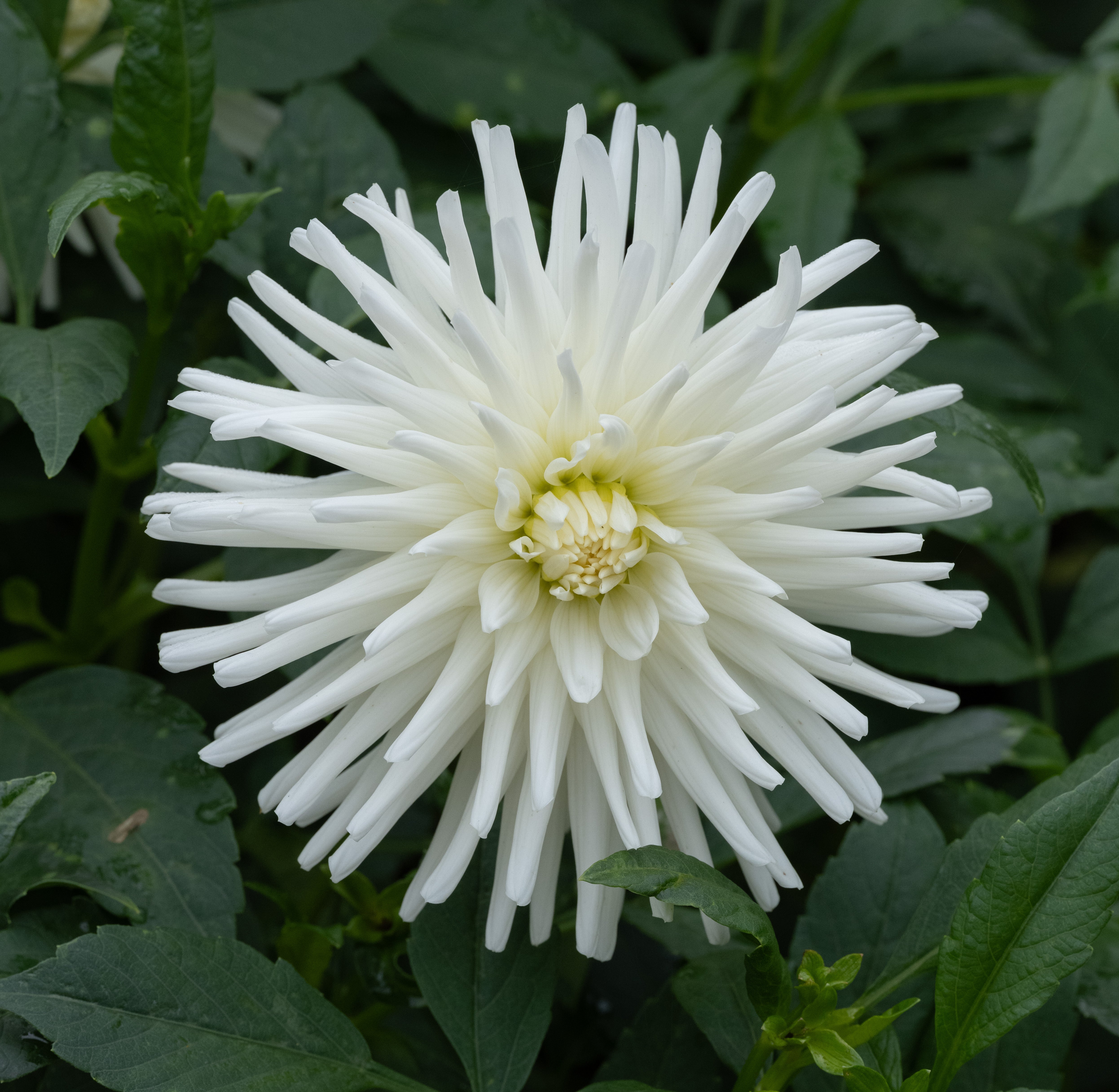 Dahlia Tutu Cactus 1-pack NYHET